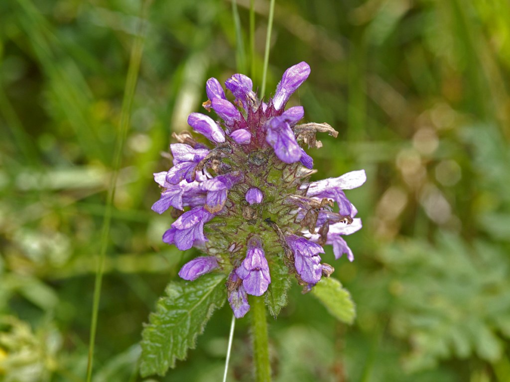 Betonica officinalis (=Stachys officinalis) / Betonica comune